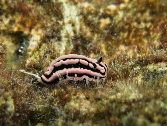  Phyllidiella rosans (Sea Slug)